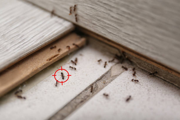 Best Ant Control Services  in Yates Center, KS