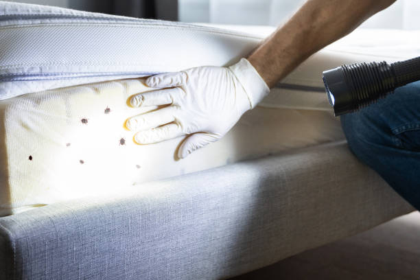 Best Local Pest Control Services  in Yates Center, KS