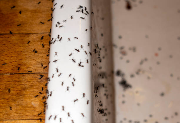 Best Affordable Pest Control Services  in Yates Center, KS