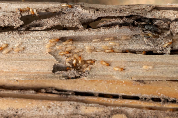 Best Wasp Removal Services  in Yates Center, KS